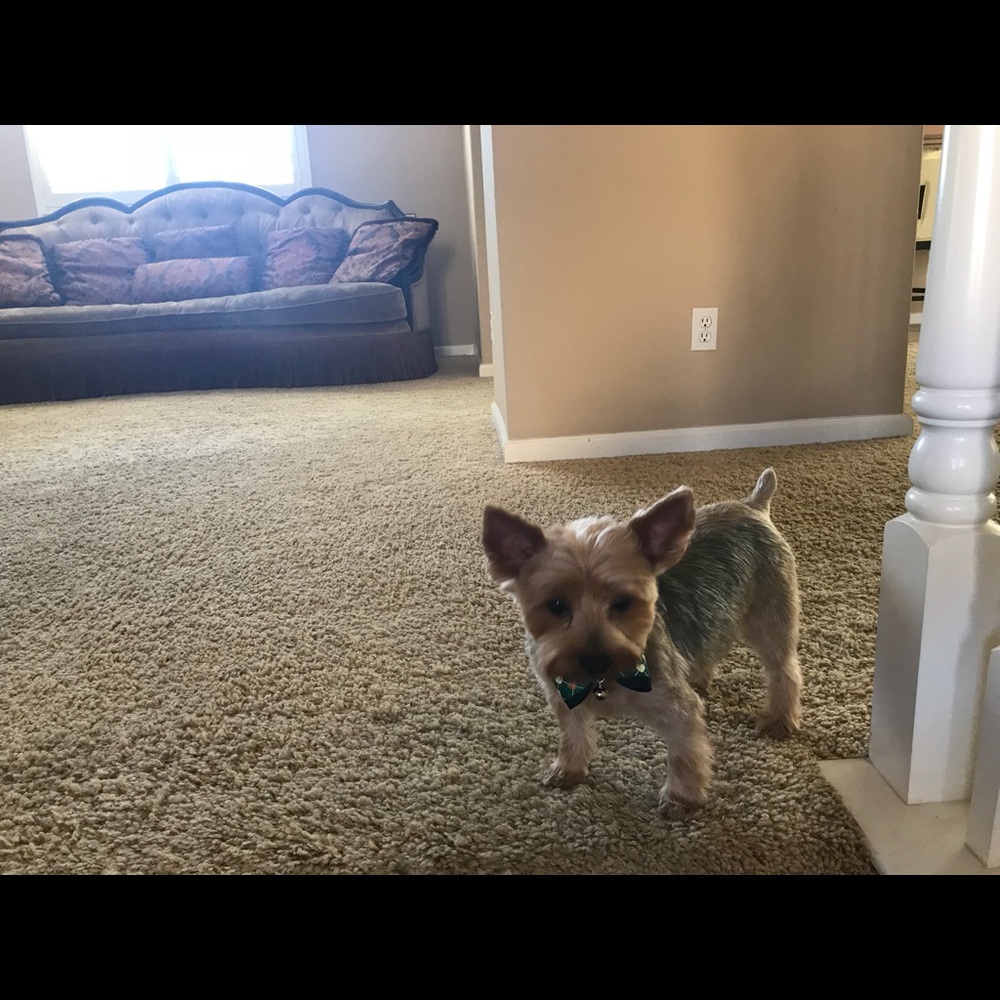 Meet your Posher, Irina